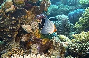Soft Coral Prints: Butterflyfish, Deep Sea Exploration 2025