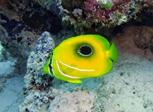 Soft Coral Prints: Butterflyfish, Deep Sea Exploration 2025