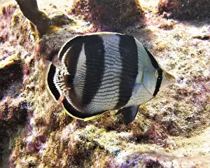 Soft Coral Prints: Butterflyfish, Deep Sea Exploration 2025