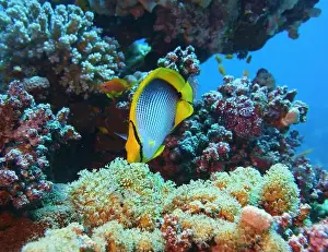 Soft Coral Prints: Butterflyfish, Deep Sea Exploration 2025