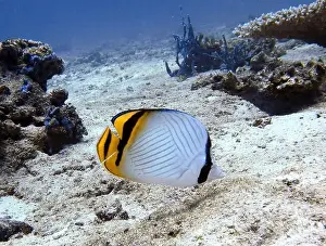 Soft Coral Prints: Butterflyfish, Deep Sea Exploration 2025