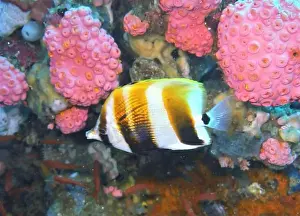 Soft Coral Prints: Butterflyfish, Deep Sea Exploration 2025