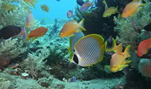 Soft Coral Prints: Butterflyfish, Deep Sea Exploration 2025
