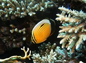 Soft Coral Prints: Butterflyfish, Deep Sea Exploration 2025