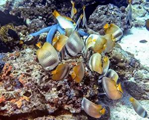 Soft Coral Prints: Butterflyfish, Deep Sea Exploration 2025