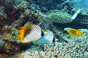 Soft Coral Prints: Butterflyfish, Deep Sea Exploration 2025