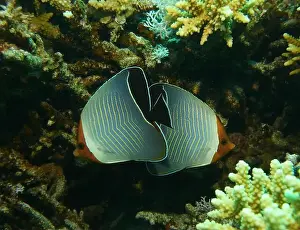 Soft Coral Prints: Butterflyfish, Deep Sea Exploration 2025