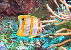 Soft Coral Prints: Butterflyfish, Deep Sea Exploration 2025
