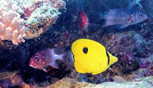 Soft Coral Prints: Butterflyfish, Deep Sea Exploration 2025