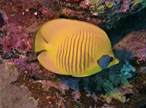 Soft Coral Prints: Butterflyfish, Deep Sea Exploration 2025