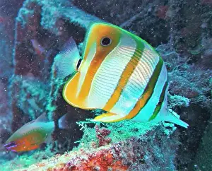 Soft Coral Prints: Butterflyfish, Deep Sea Exploration 2025