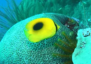 Soft Coral Prints: Butterflyfish, Deep Sea Exploration 2025