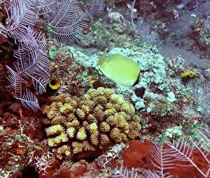 Soft Coral Prints: Butterflyfish, Deep Sea Exploration 2025