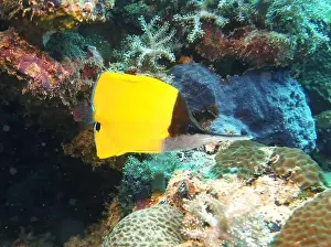 Soft Coral Prints: Butterflyfish, Deep Sea Exploration 2025
