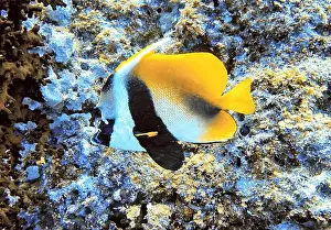 Soft Coral Prints: Butterflyfish, Deep Sea Exploration 2025