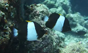 Soft Coral Prints: Butterflyfish, Deep Sea Exploration 2025