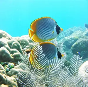 Soft Coral Prints: Butterflyfish, Deep Sea Exploration 2025