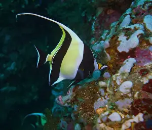 Soft Coral Prints: Butterflyfish, Deep Sea Exploration 2025