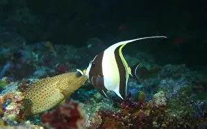 Soft Coral Prints: Butterflyfish, Deep Sea Exploration 2025
