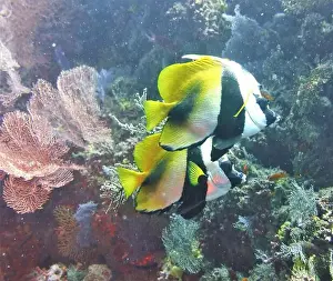 Soft Coral Prints: Butterflyfish, Deep Sea Exploration 2025