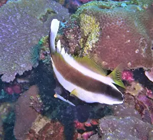 Soft Coral Prints: Butterflyfish, Deep Sea Exploration 2025