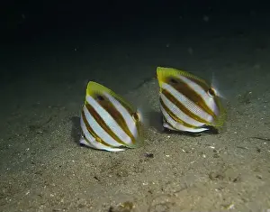 Soft Coral Prints: Butterflyfish, Deep Sea Exploration 2025