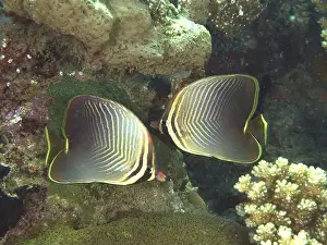 Beautifully Prints: Two butterflyfish with magnificent patterns