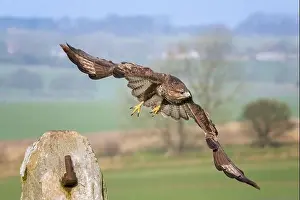 Diurnal Prints: Buzzard, Buteo buteo, Marlborough Downs, near Swindon, Wiltshire