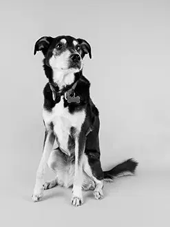 Mixed Breed Prints: B&W studio portrait of a dog