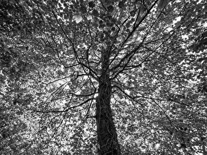 Reading Prints: B&W Tree, Balmore Walk, Caversham, Reading, Berkshire, England, UK, GB