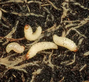 Pests Prints: C shaped larvae of vine weevils
