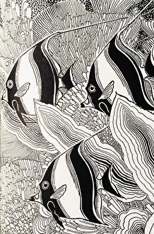 Mature Prints: C.1930, Don Blanding, Illustraion Of Angelfish