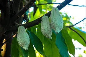 Roast Prints: cacao seeds in tree