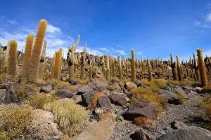Altiplano Prints: Cacti (Echinopsis atacamensis) on the island of Isla Incahuasi in the salt lake