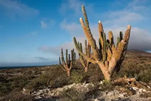 Outdoor Recreation Prints: Cacti on Isla Espiritu Santo, Baja California Sur, Mexico