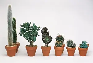 Succulents Prints: Cacti, succulents, Cleistocactus strausii (Silver torch cactus)