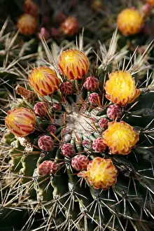 Lanzarote Prints: the Cactus Cactaceae or Ferocactus Echidne from Mexico at the Cactus Garden in the village of Guatiza on the Island of