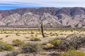 Cacti Prints: Cactus forest in los Cardones National Park near Cachi, Argentina