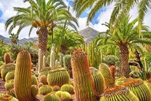 Images Dated 17th March 2017: Cactus Garden, Gran Canaria, Spain