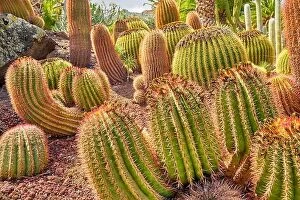 Images Dated 17th March 2017: Cactus Garden, Gran Canaria, Spain