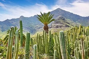 Images Dated 17th March 2017: Cactus Garden landscape, Gran Canaria, Spain