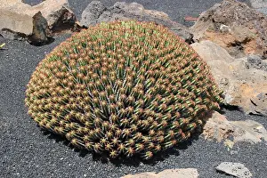 Luminous Prints: a cactus on lanzarote