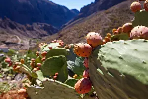 Impressive Prints: Cactus on Tenerife