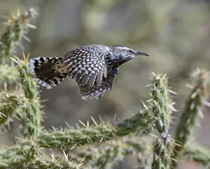 Red Rock Prints: Cactus wren (Campylorhynchus brunneicapillus) flying over cholla cactus
