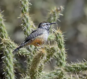Red Rock Prints: Cactus wren (Campylorhynchus brunneicapillus) perching on cholla cactus