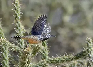 Red Rock Prints: Cactus wren (Campylorhynchus brunneicapillus) taking off from cholla cactus