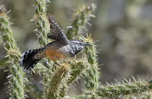 Red Rock Prints: Cactus wren (Campylorhynchus brunneicapillus) taking off from cholla cactus