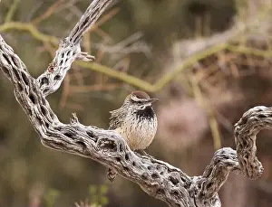 Desert Wildlife Prints: Cactus wren perched on twisted desert wood