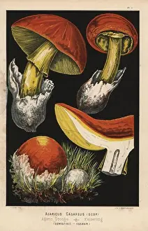 Venomous Prints: Caesar's mushroom, Amanita caesarea