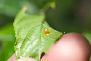 Cairns Birdwing Butterfly egg on leaf